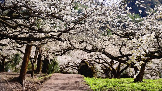 Such path spring garden