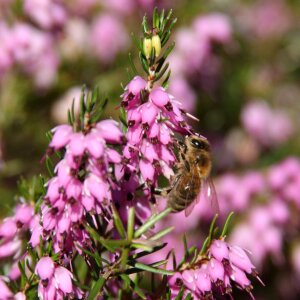 Insect nature hover photo