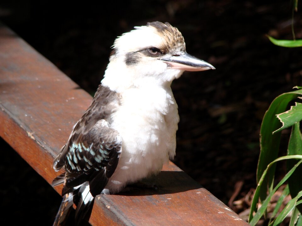 Australia travel tourism