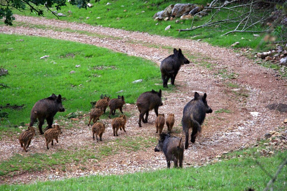 Boars field piglets