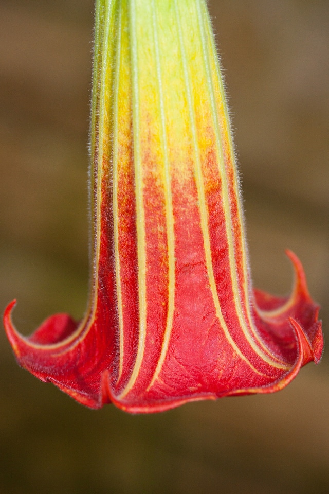 Flowers bloom orange