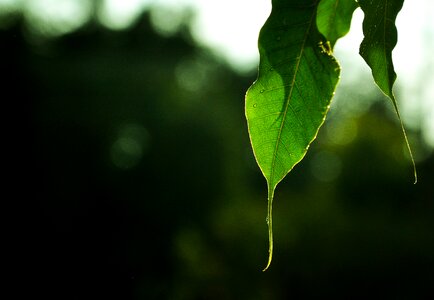Real sunlight drops
