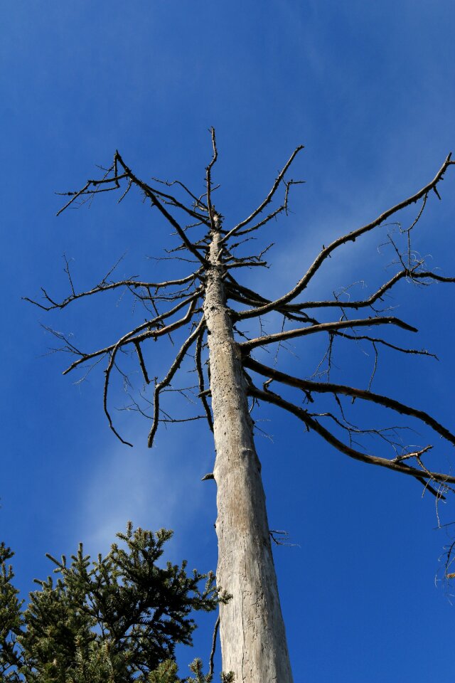 Dead tree wood nature