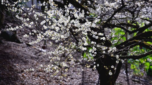 Spring flower's background