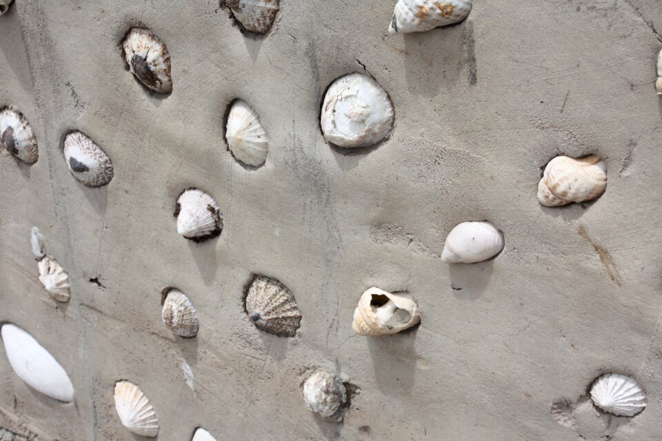 Sand mussels shells in sand