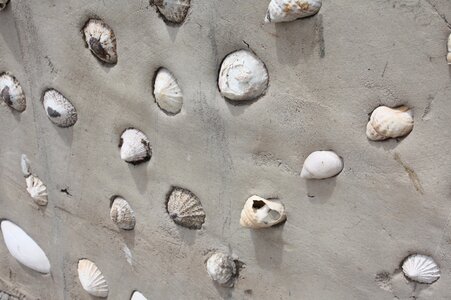 Sand mussels shells in sand
