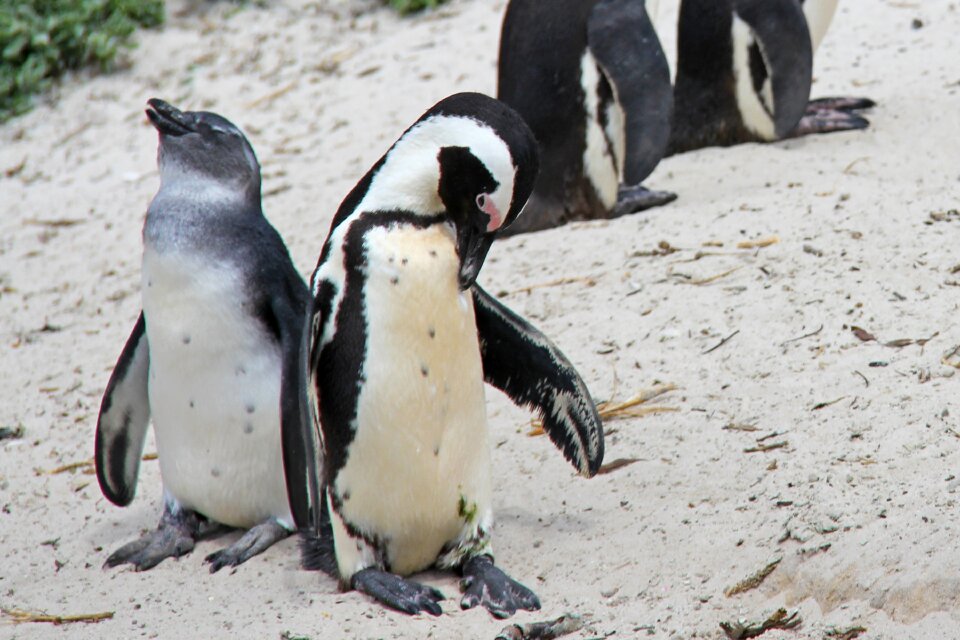 Beautiful beach boulders beach