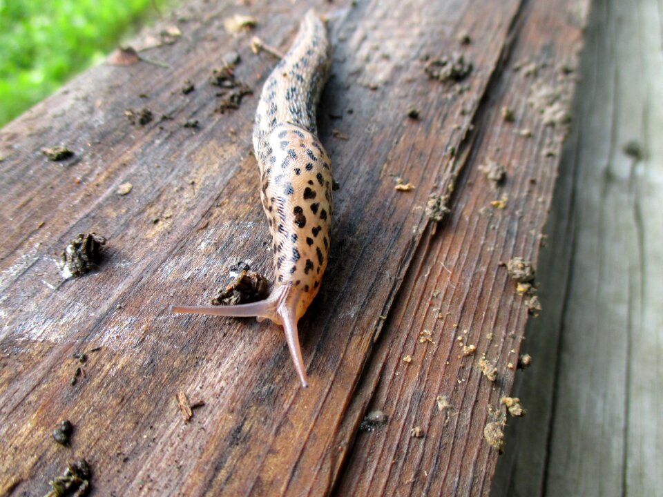 Slimy wet slowness