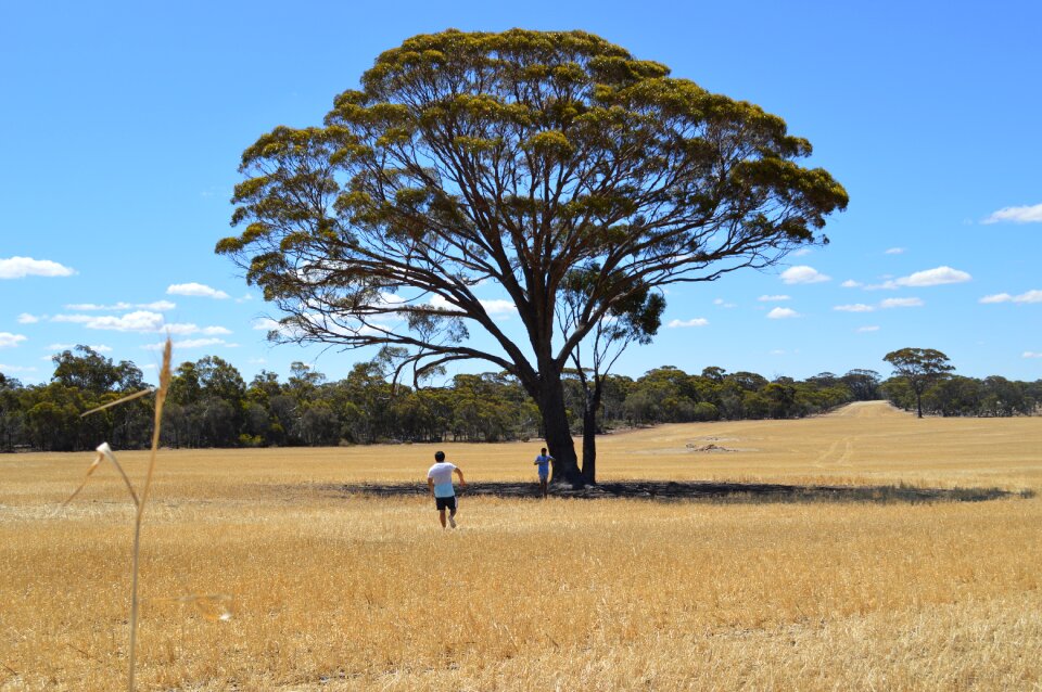 Australia farm wheat