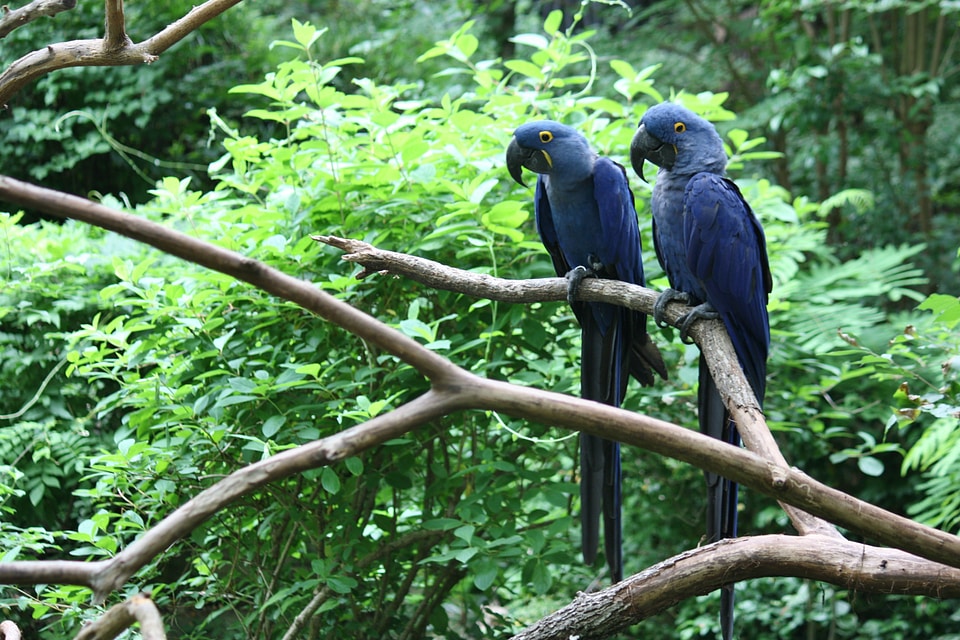 Animals bird fly