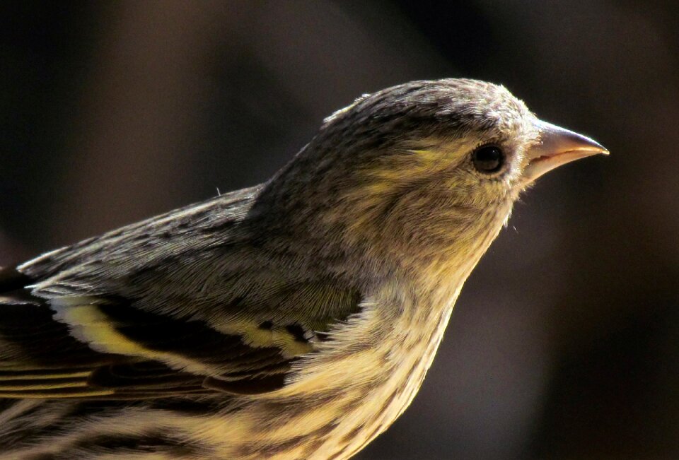 Birds siskin portrait