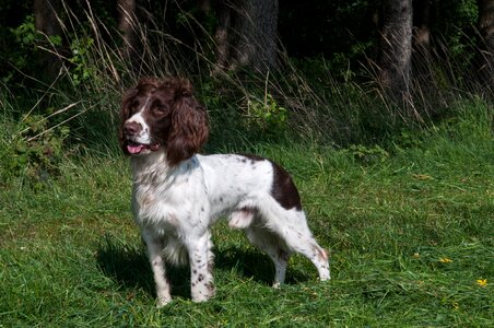 Dog attention purebred dog
