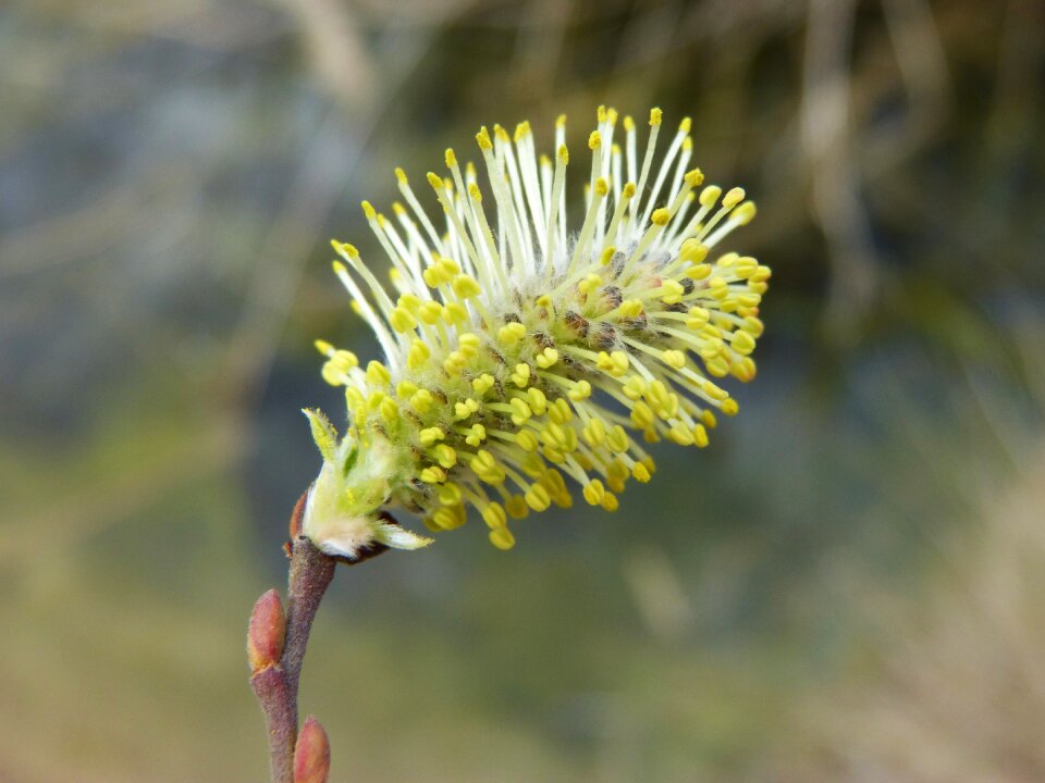Outbreak spring nature