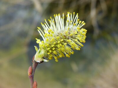 Outbreak spring nature