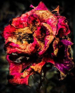 Rose faded blossom