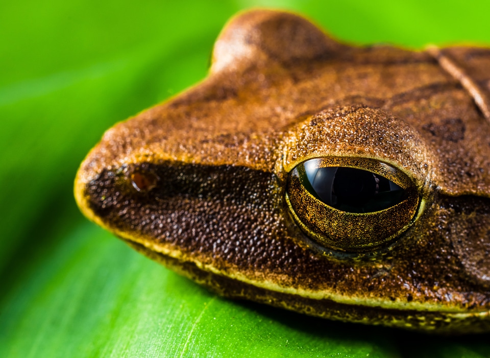 Anuran frog amphibians
