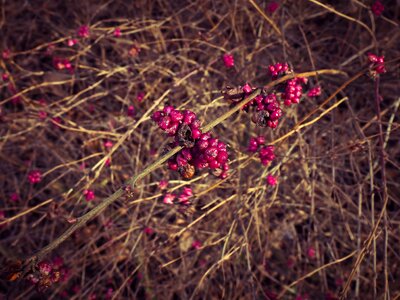 Bloom spring plant