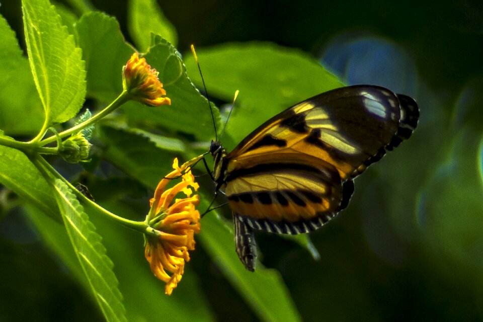 Wings landing flower
