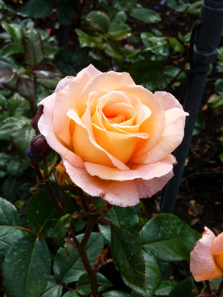 Close up apricot garden roses