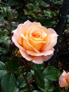 Close up apricot garden roses photo
