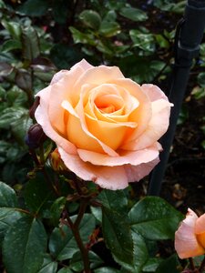 Close up apricot garden roses