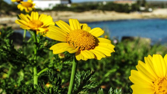 Nature flora yellow