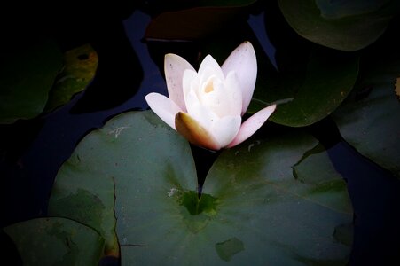 Lily flower lake