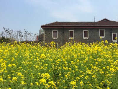 Rape small house views