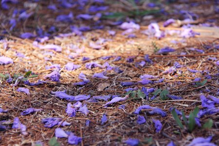 Beautiful jacaranda trees pretoria