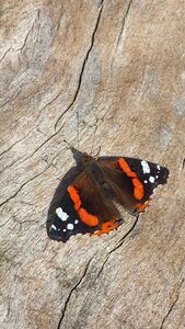 Butterfly wood nature
