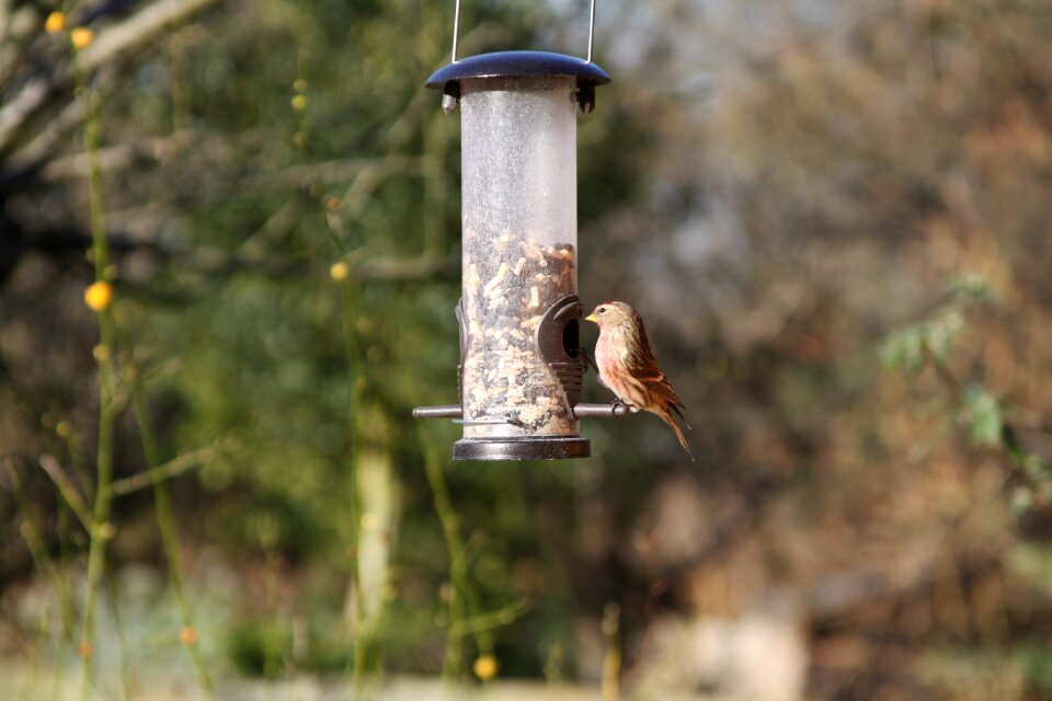 Warwickshire bird brown