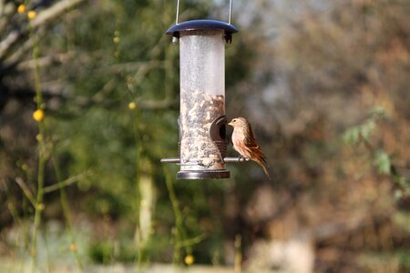 Warwickshire bird brown