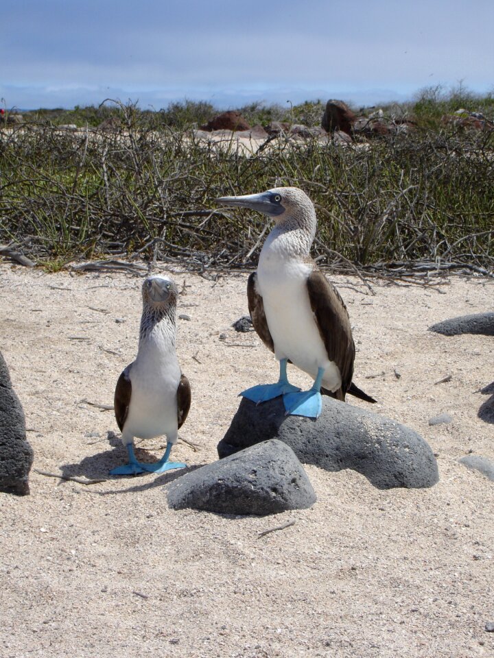 Ecuador blue-footed booby