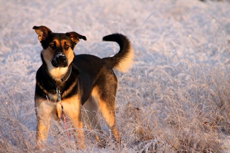 Adorable winter snow