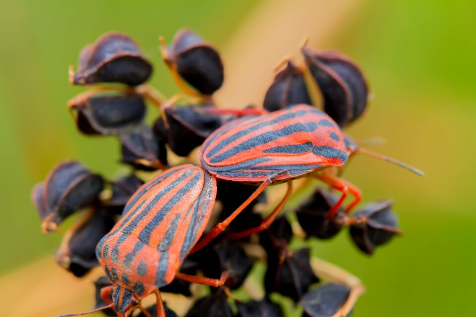 Bug insect coupling
