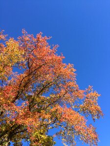 Tree fall foliage photo