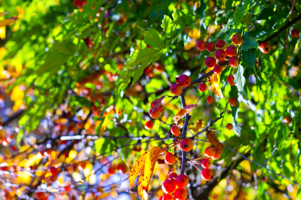 Nature autumn berry red photo