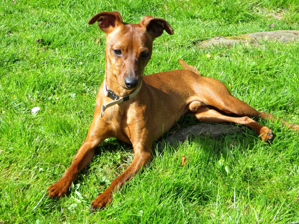 Pinscher miniature pinscher animal