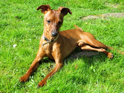 Pinscher miniature pinscher animal photo