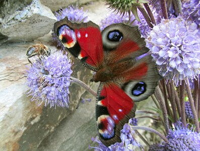 Nature butterflies aglais io