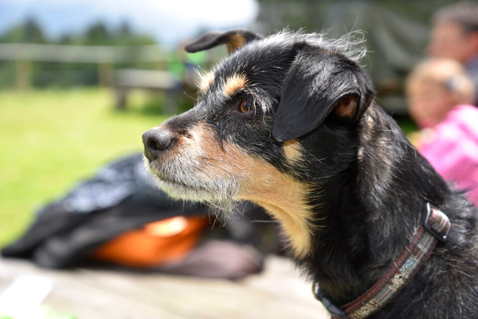 Animals portrait pet photo