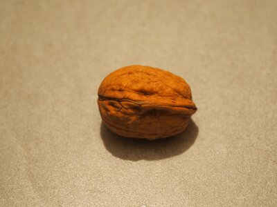 Fruit nut fruit tree