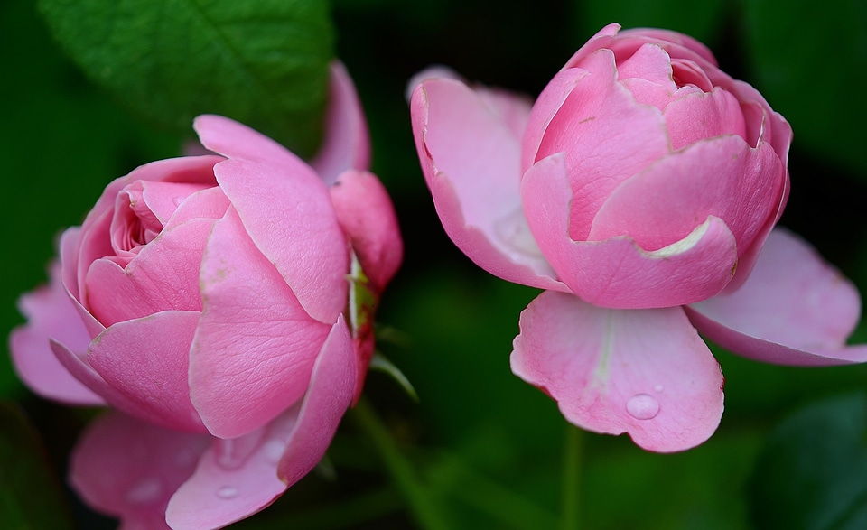Pink garden blooming
