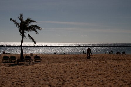 Palm tree sand tenerife photo