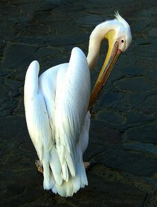 Sea birds animal mykonos pelican photo
