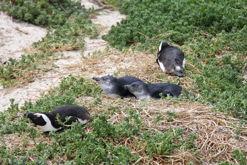 Beautiful beach boulders beach