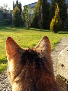 Domestic cat curious head