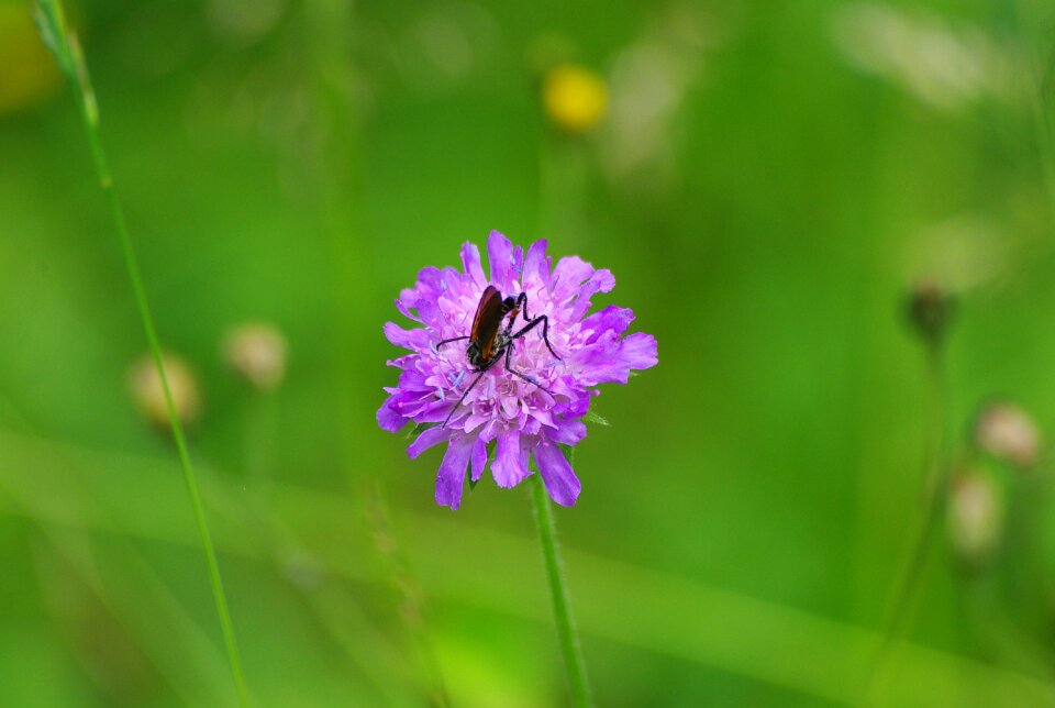 Meadow green nature