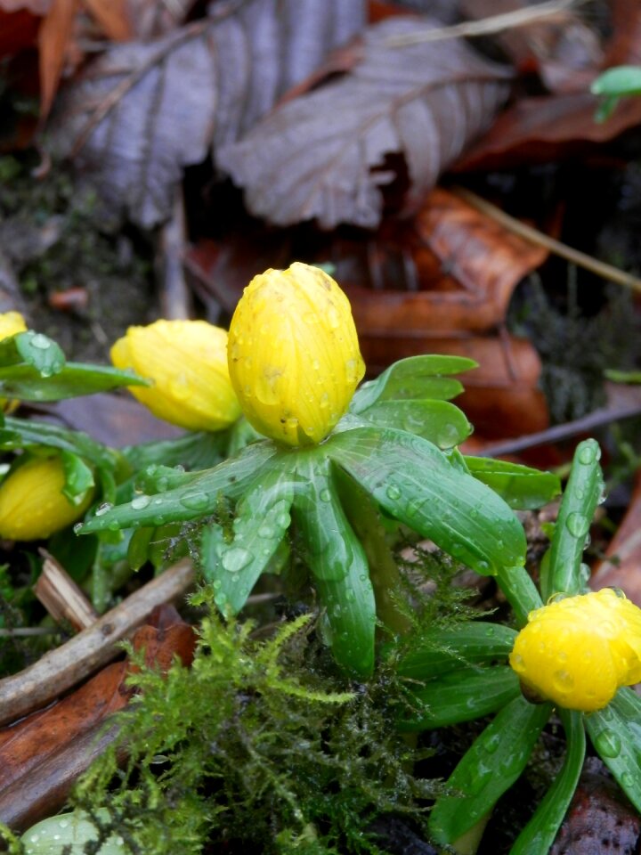 Plant water drops