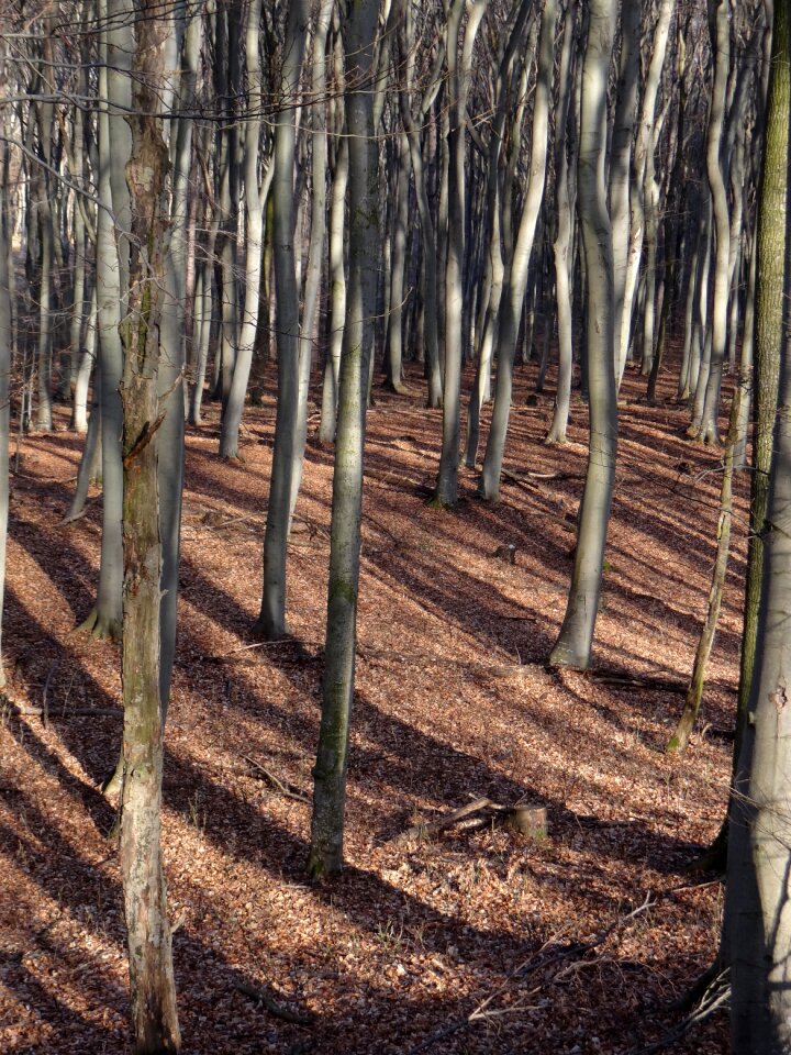 Leaves trees strains